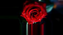 lacrime di una rosa