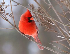 Orioles,cardinals & grosbeaks