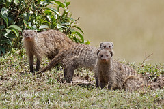 Mongoose and Meerkat