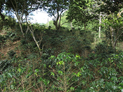 Topes de Collantes: une plantation de café, bien à l'ombre des arbres