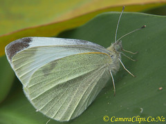 WHITE BUTTERFLY (pieris rapae)