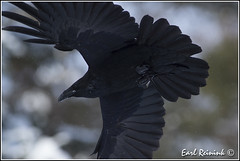 Raven (Common)