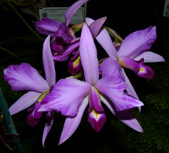 orchids #17 (full)