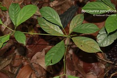 Baccaurea parviflora (Euphorbiaceae)