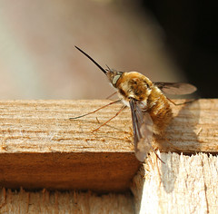 Bee-flies