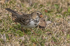Harris's Sparrows