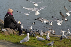 Seagulls and a Lonely Person, Lake Merritt, Oakland, California