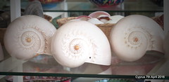 Cyprus Molluscs