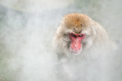 Jigokudani Monkey Park (地獄谷野猿公苑), Nagano Prefecture, Japan
