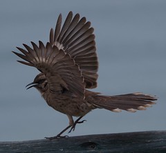 Mockingbird (lucky timing)