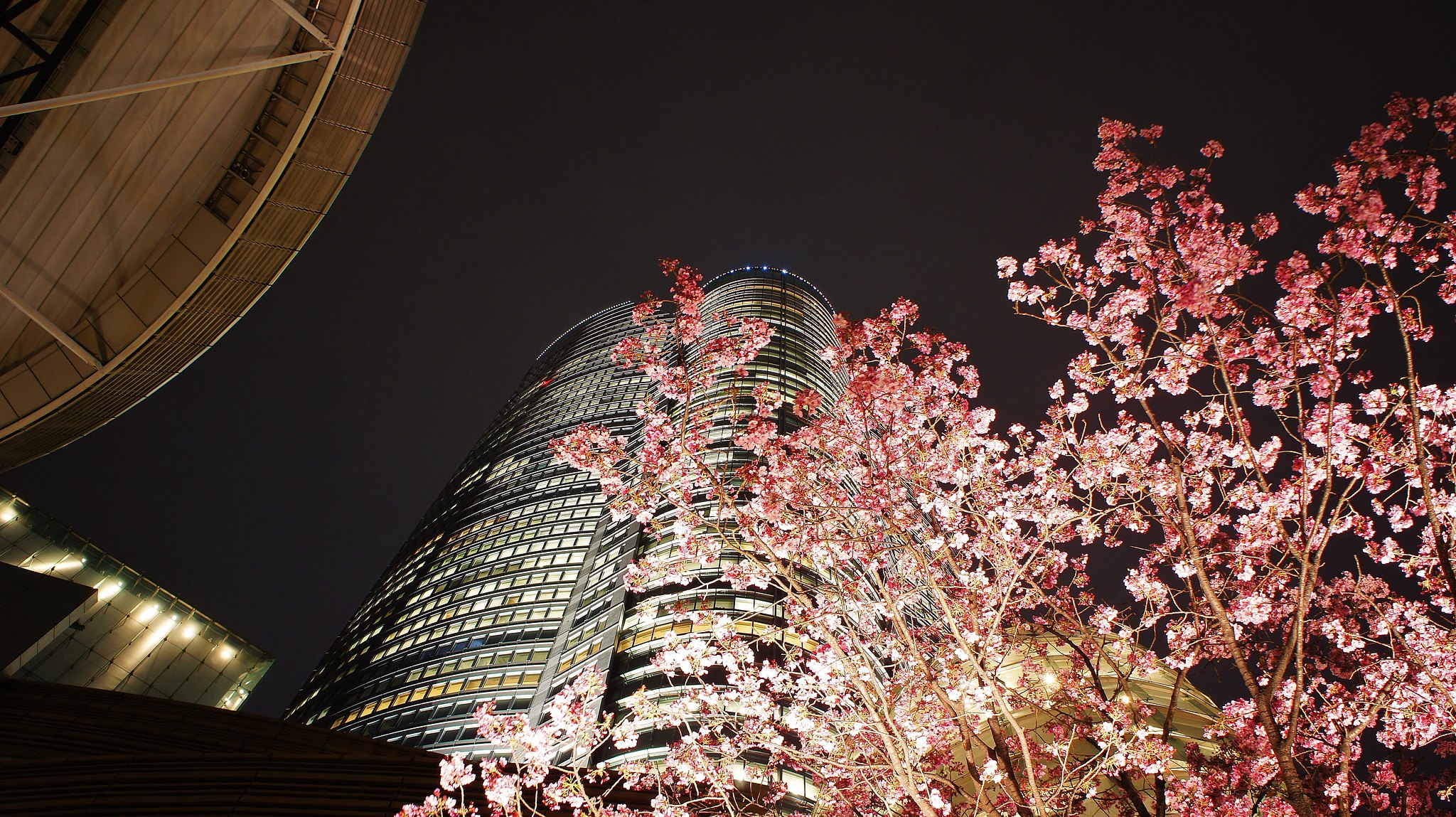 Roppongi Hills Sakura Cherry blossoms