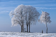 Solitary trees/ Groups of trees
