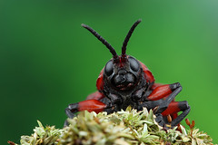 Besouros (Beetles)