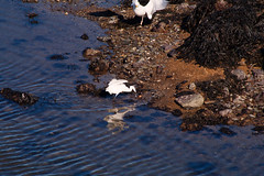 Little Egret bullied by herring gull