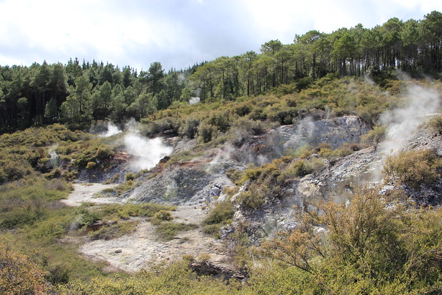 Día 4 - 3/10/15 - Rotorua: Wai - O - Tapu, Te Puia y Waitomo Caves - Nueva Zelanda, Aotearoa: El viaje de mi vida por la Tierra Media (6)