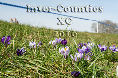 Inter-Counties XC 2016