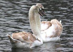 Ducks,Swans,Geese