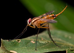 Diptera (Colombia)