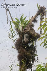Myrmecodia tuberosa (Rubiaceae)
