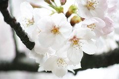 Cherry blossom 2016