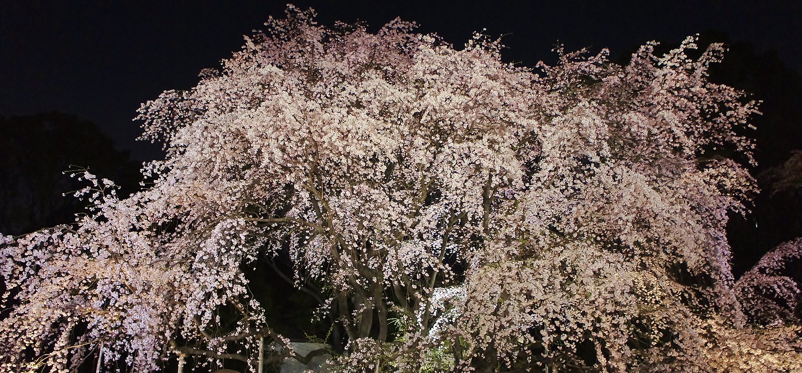 Rikugien Gardens Cherry Blossoms
