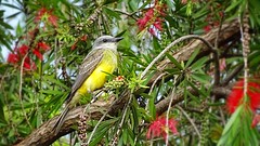 SUIRIRI - Tropical Kingbird