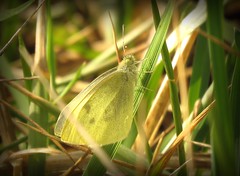2016 Butterflies and Moths