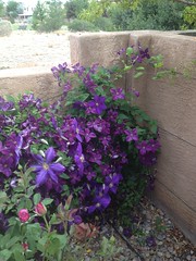 Don's Clematis