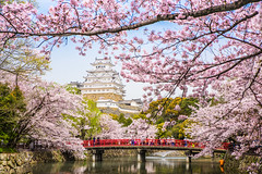 2016 日本関西春の桜 - 姬路城