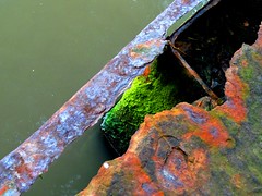 Rust Iron And Seaweeds