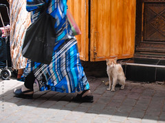 The street cats of Marrakech