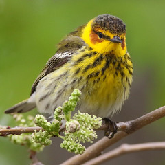 cape may warbler plumages