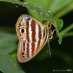Colombia 2015 butterflies