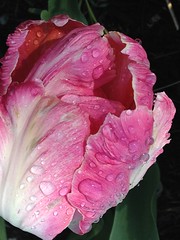 2016 April: Calla lilies, tulips, & Wayne
