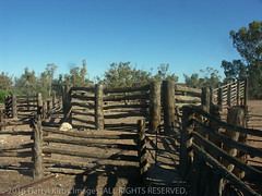South Australian Woolsheds