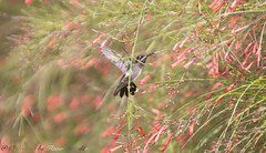 Beija flor bico-reto-de-banda-branca (Heliomaster squamosus) - Stripe-breasted Starthroat (Heliomaster squamosus)