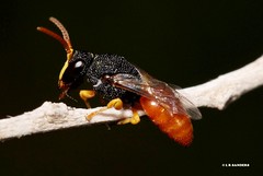 Hylaeus (Rhodohylaeus) maiellus