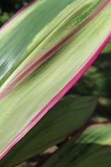 Ti Plant (Cordyline fruticosa) 'Kiwi'