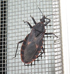 Assassin bug (Triatoma rubrofasciata)