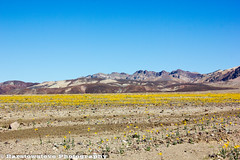 Wild Flower Day Trip to Death Valley