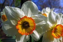 World of Daffodils