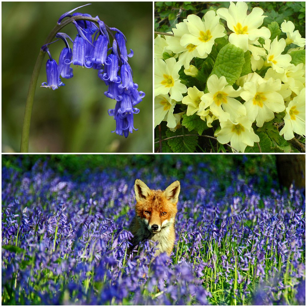 Image credit: Lee Roberts, flickr (fox); Pokrajac (yellow primrose); MichaelMaggs (bluebell)