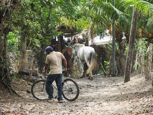 Santo Domingo, ses chevaux et ses millions de mouchettes