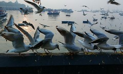Mumbai migratories