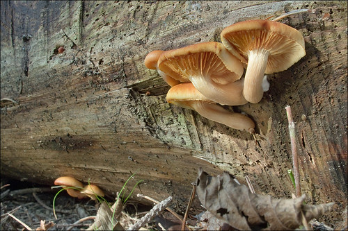 Чешуйчатка шафранно-красная (Pholiota astragalina)Photo by Amadej Trnkoczy  on Flickr Автор фото: Amadej Trnkoczy (Slovenija)