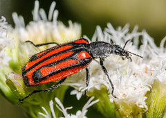 Soft-winged Flower Beetles (Melyridae)
