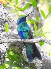 Mindo, Ecuador birding trip, Feb., 2016 with Wings/Sunbird