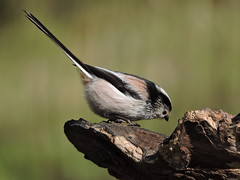 long tailed tits 