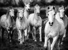 white horses of the camargue