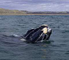 Argentina - Patagonia - Peninsula Valdes - Right Whales